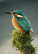 boat holiday spot a kingfisher