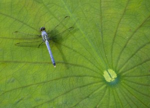 narrowboat cruise wildlife dragonfly