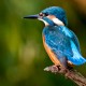 narrowboat cruise wildlife - kingfisher