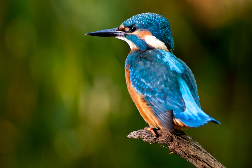 narrowboat cruise wildlife - kingfisher