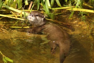 boating wildlife fenland otter