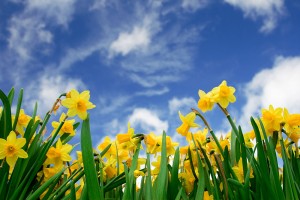 easter-boating-holiday-fenland-daffodils