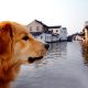 ultimate guide dogs canalboats