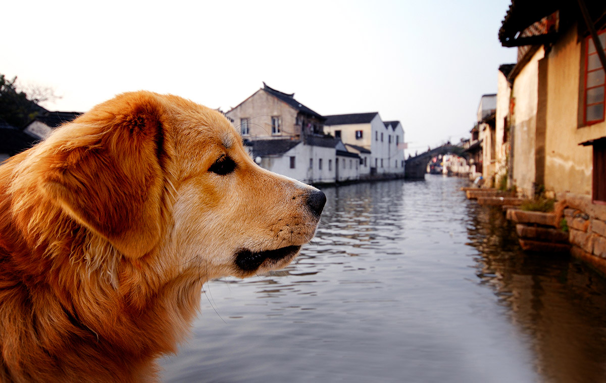 ultimate guide dogs canalboats