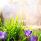 spring time flowers