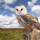 barn owl wetlands fens