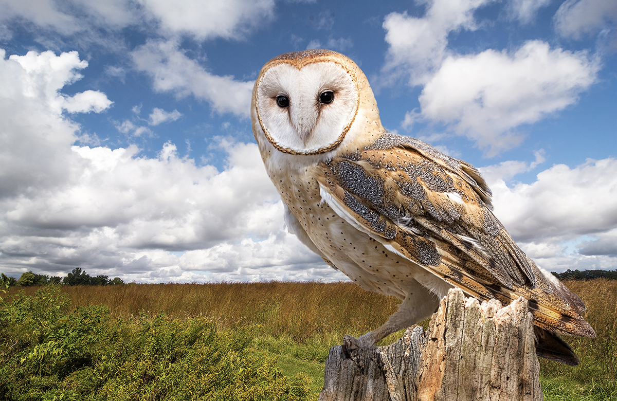 barn owl wetlands fens