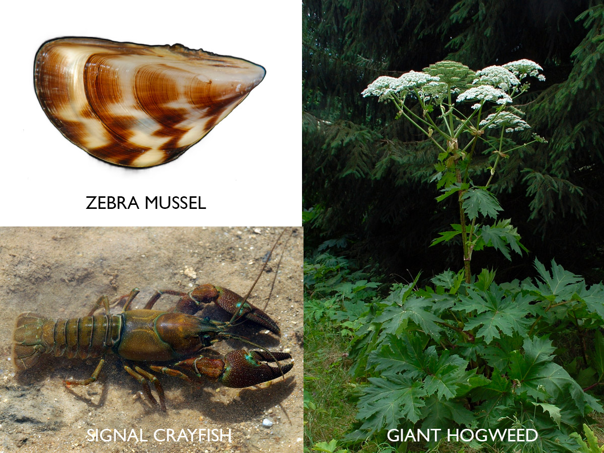 invasive species uk waterways zebra mussel giant hogweed signal crayfish