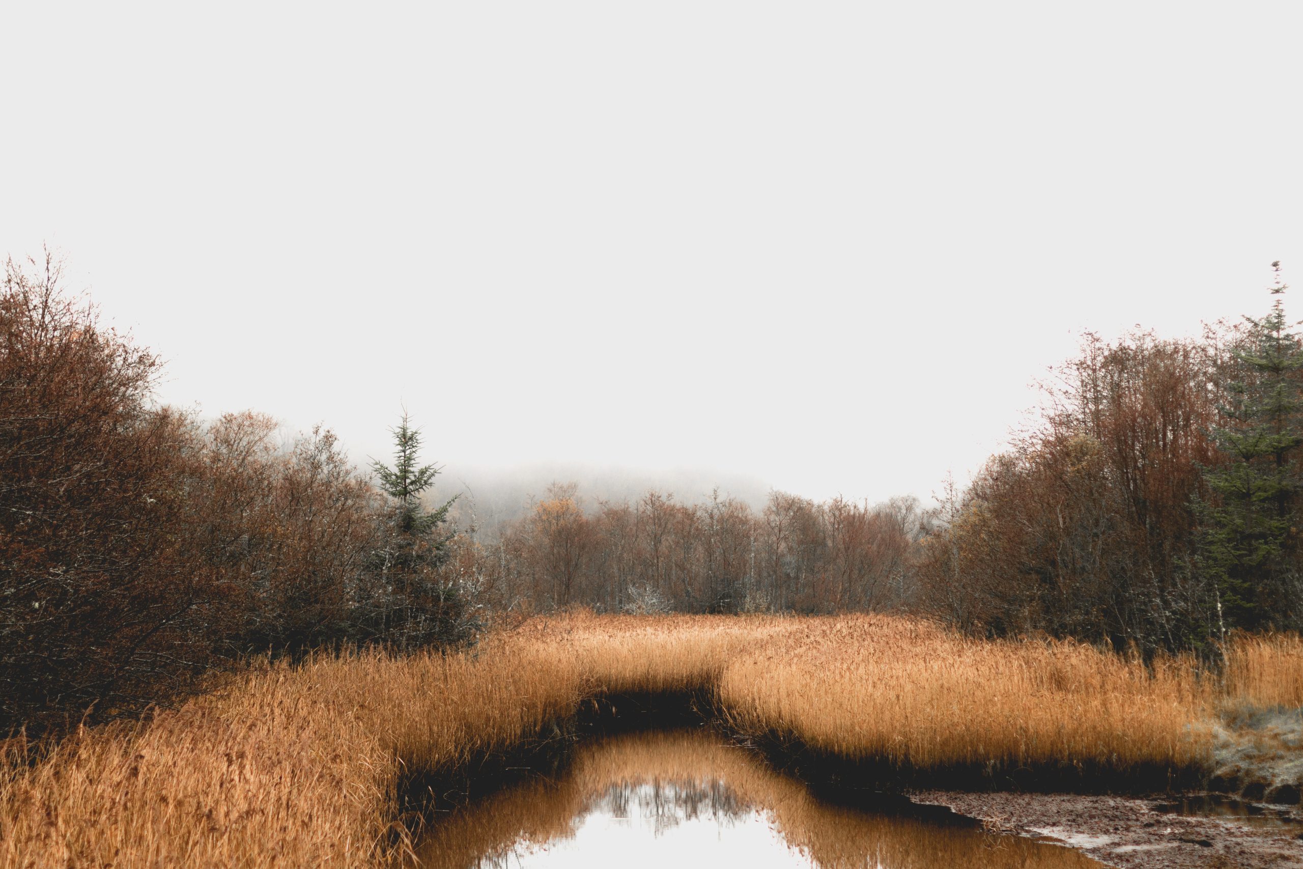 Fens Wetland