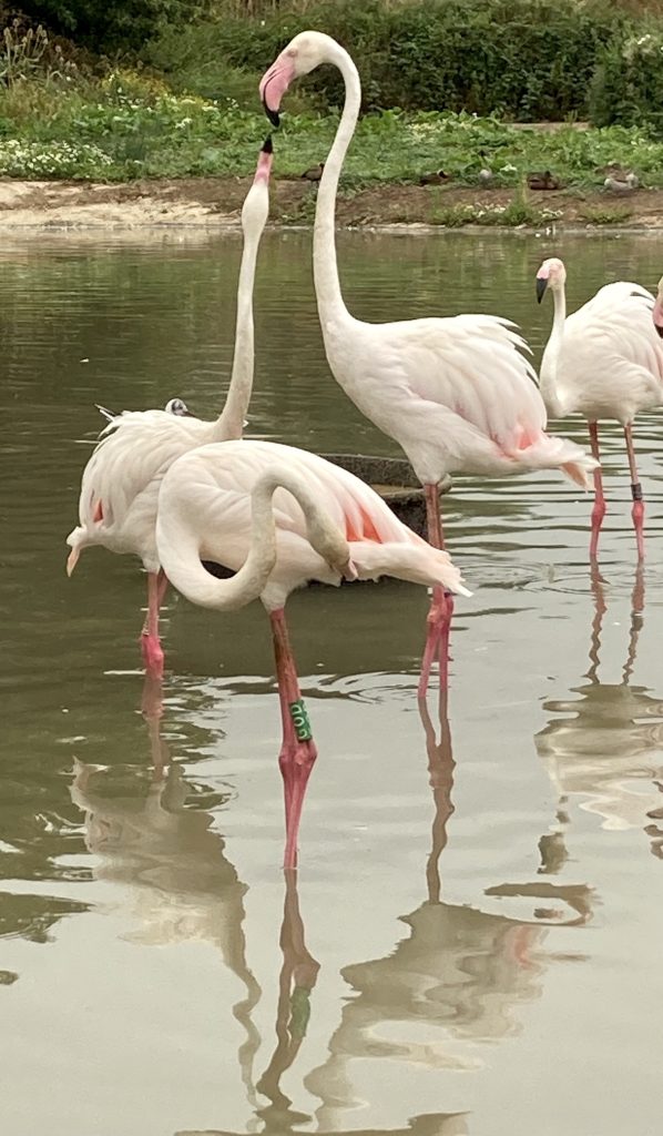 Birds on water