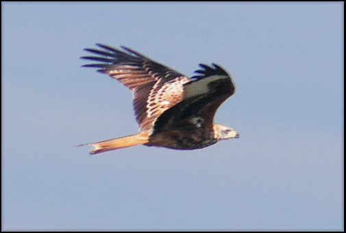 red kite colony