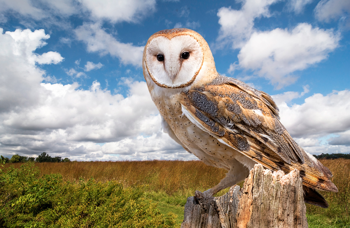 fenland barn owl