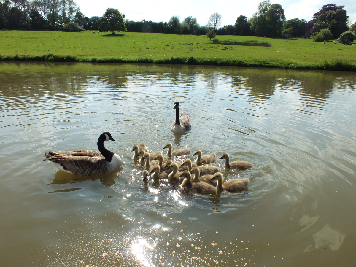 goslings alice elgie spring on the cut
