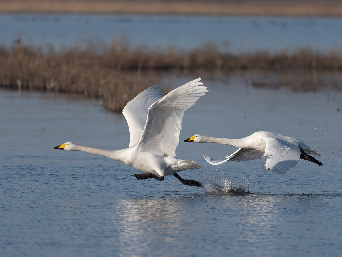 whooping swan taking off cambridgeshire fens