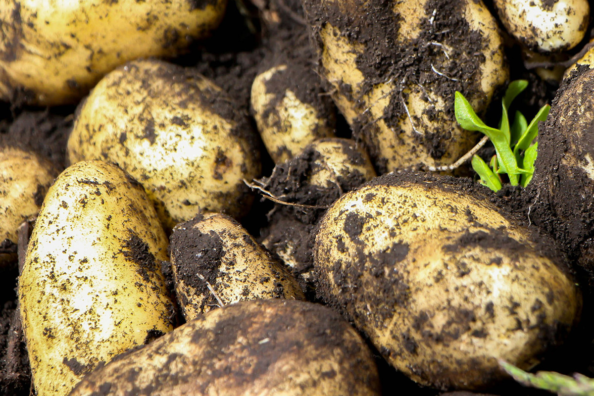 growing potatoes 