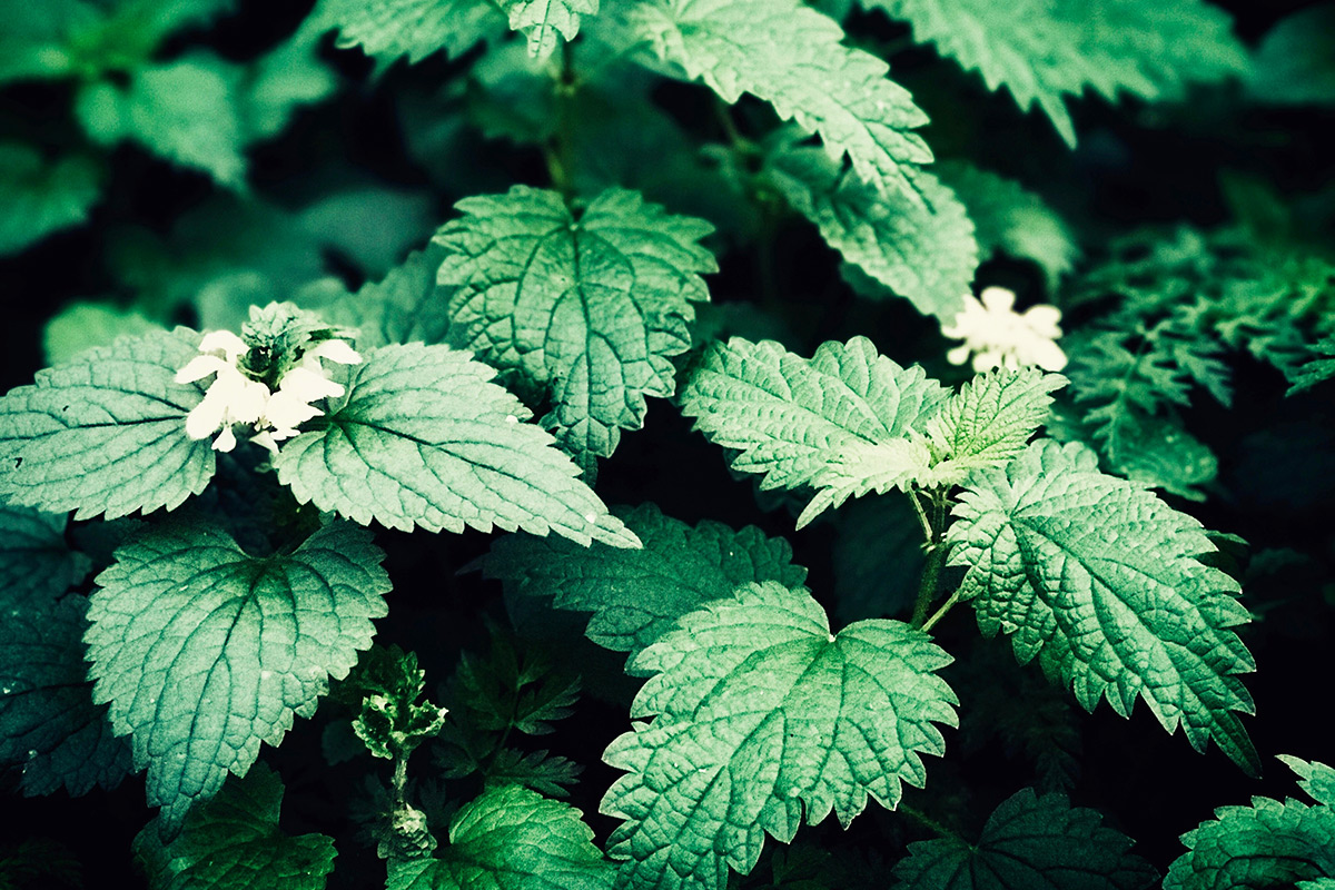 nettles for organic plant feed