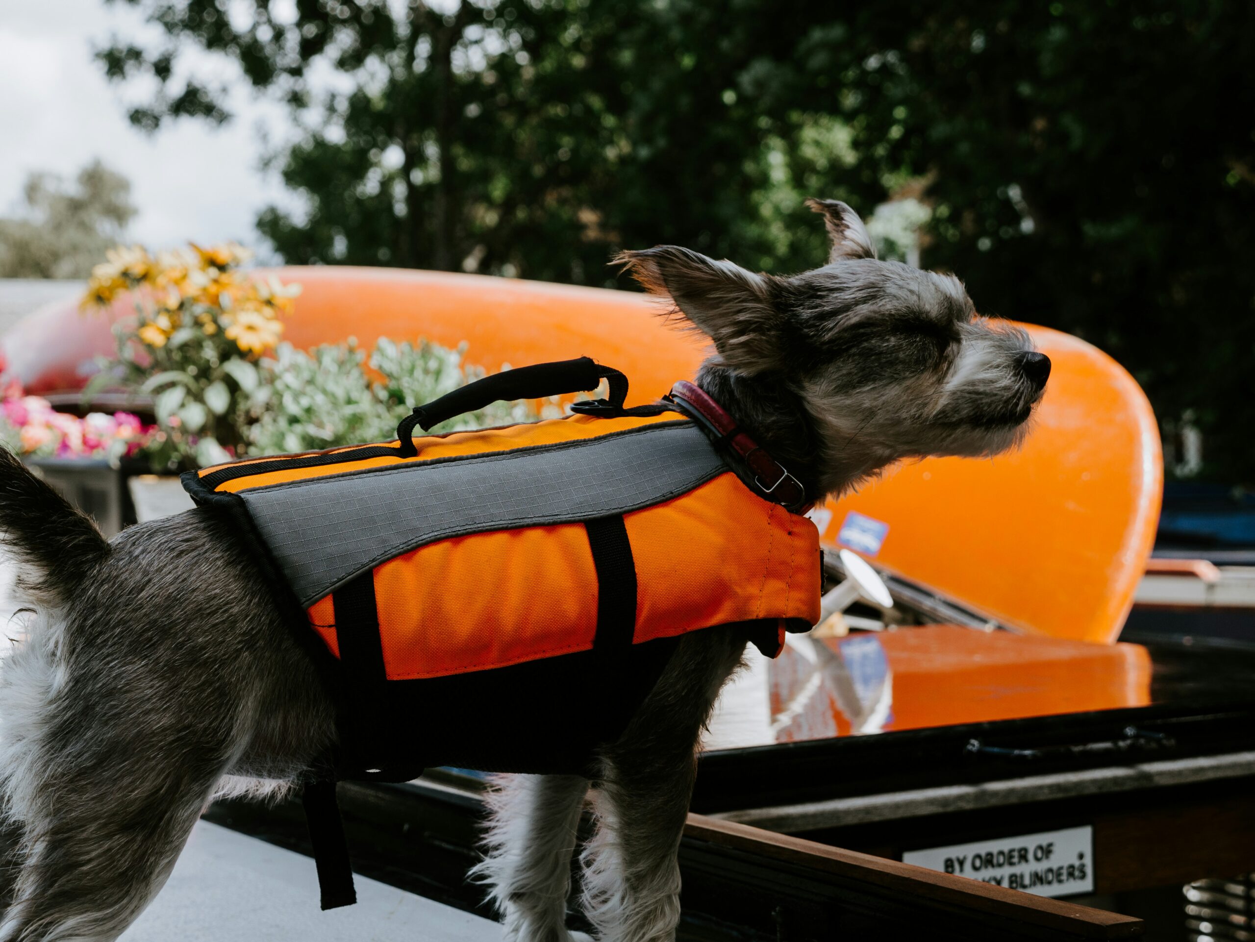 dog with life vest ready for narrowboat holiday