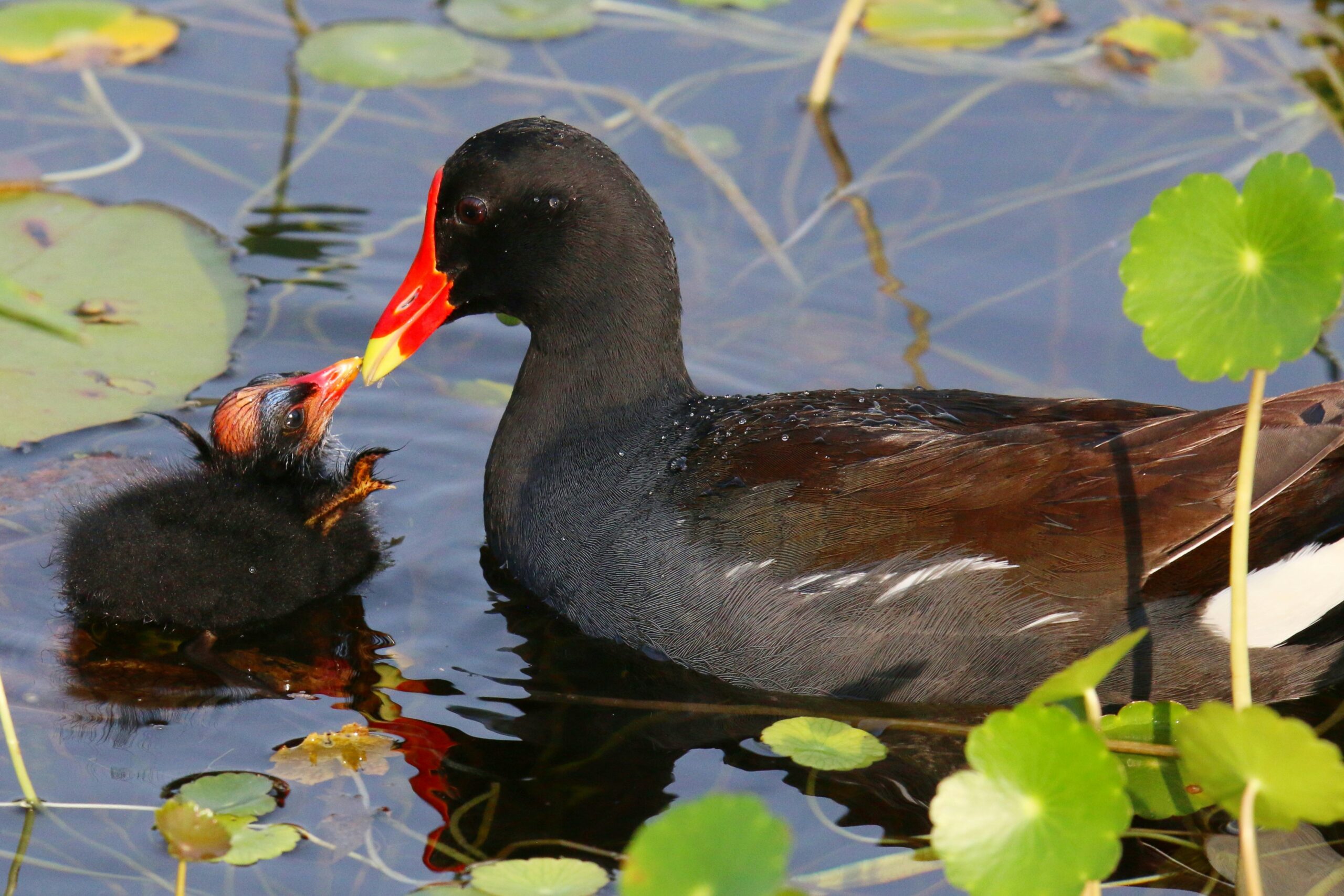 moorhen with baby