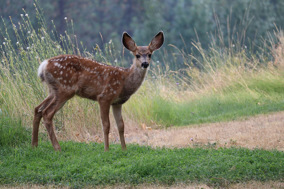 deer divide by zero