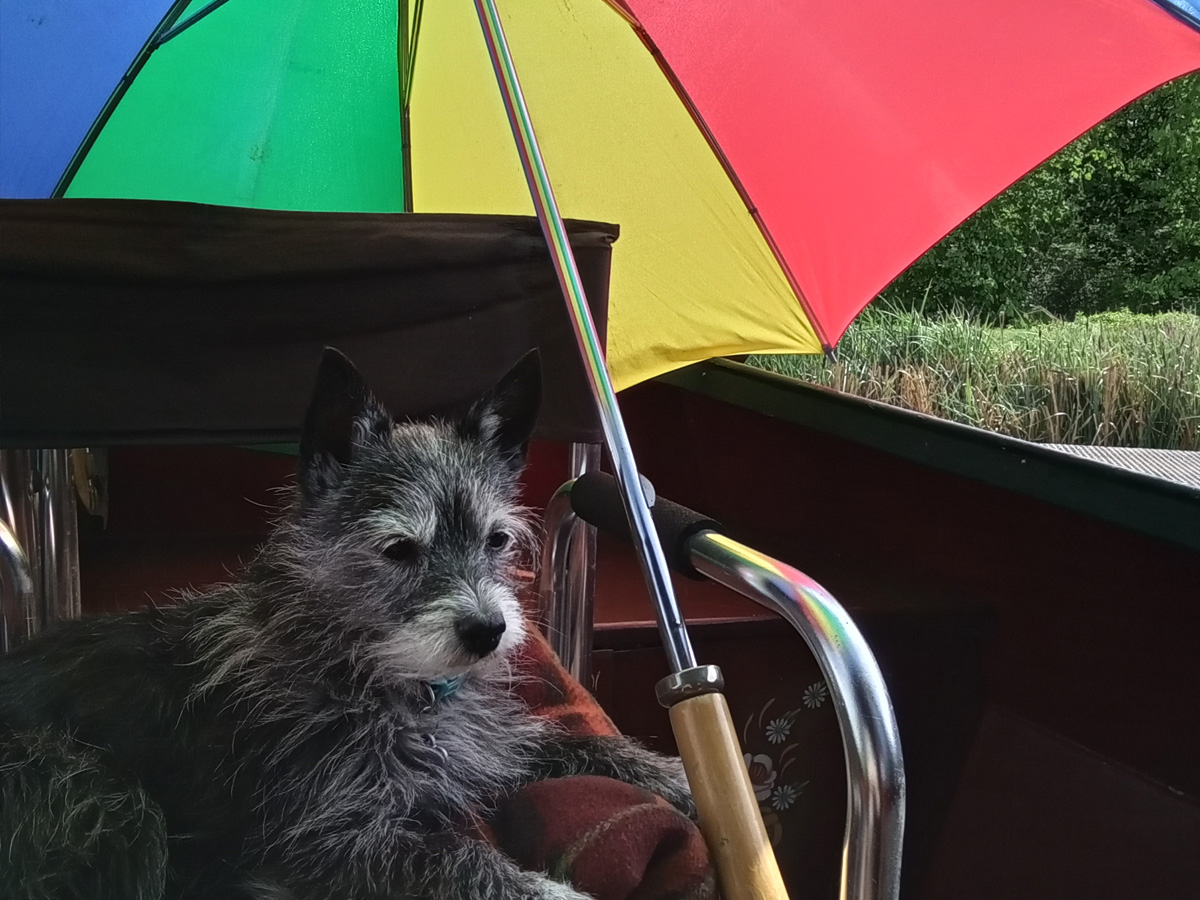 dog princess pepper umbrella alice elgie
