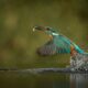 kingfisher vincent van zalinge