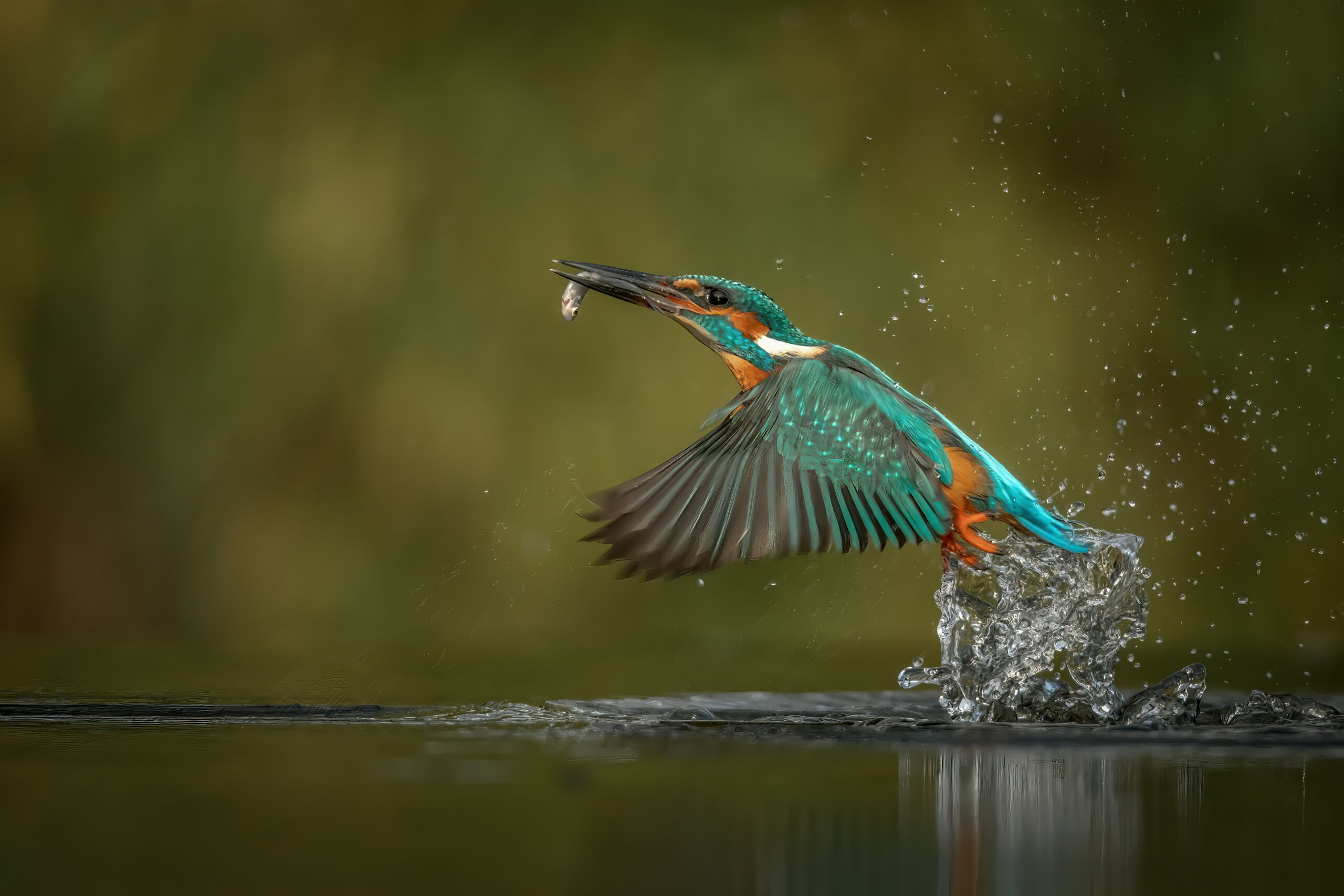 kingfisher vincent van zalinge