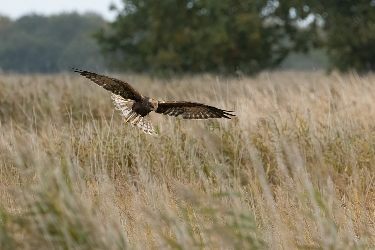 marsh harrier paul kelly