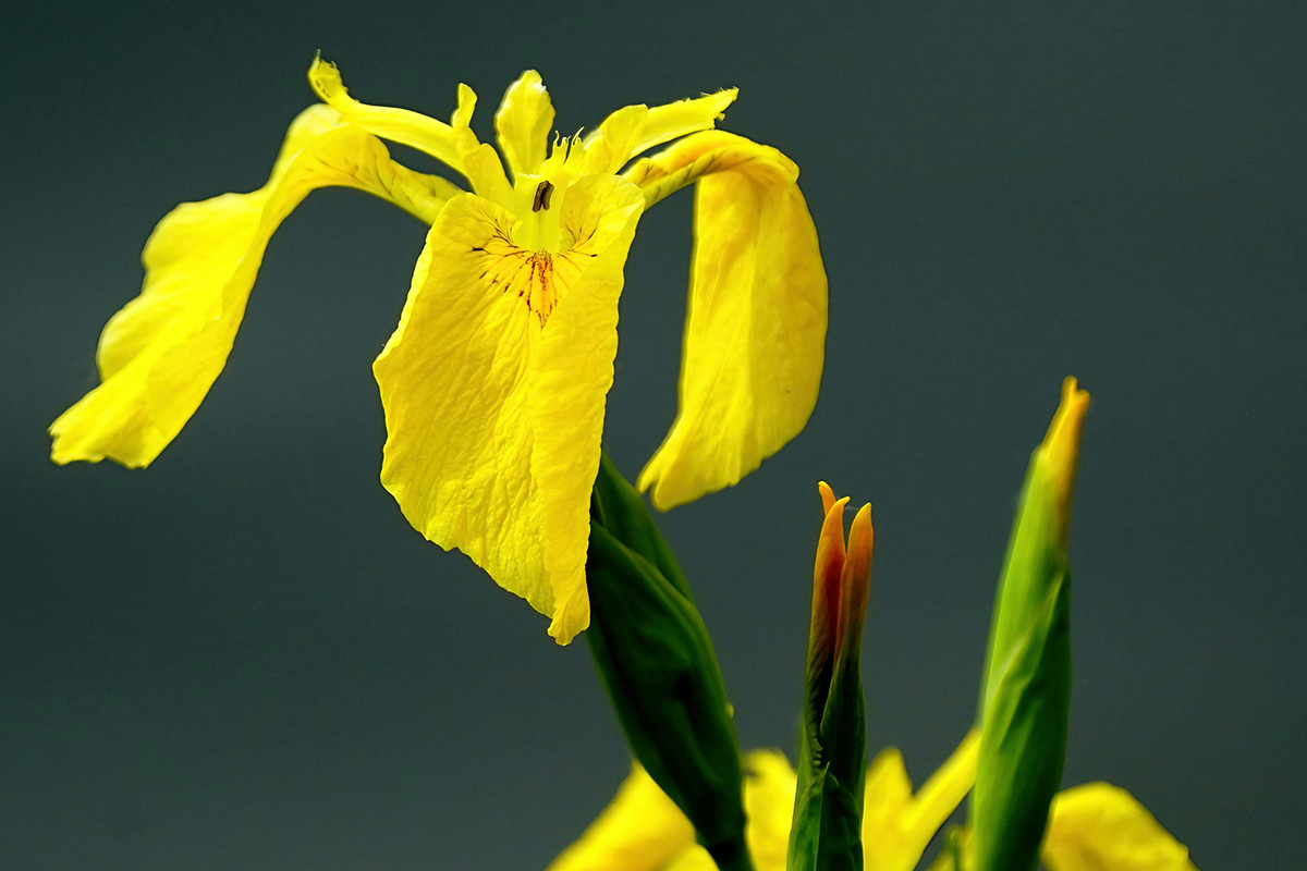 yellow flag iris martin wemyss