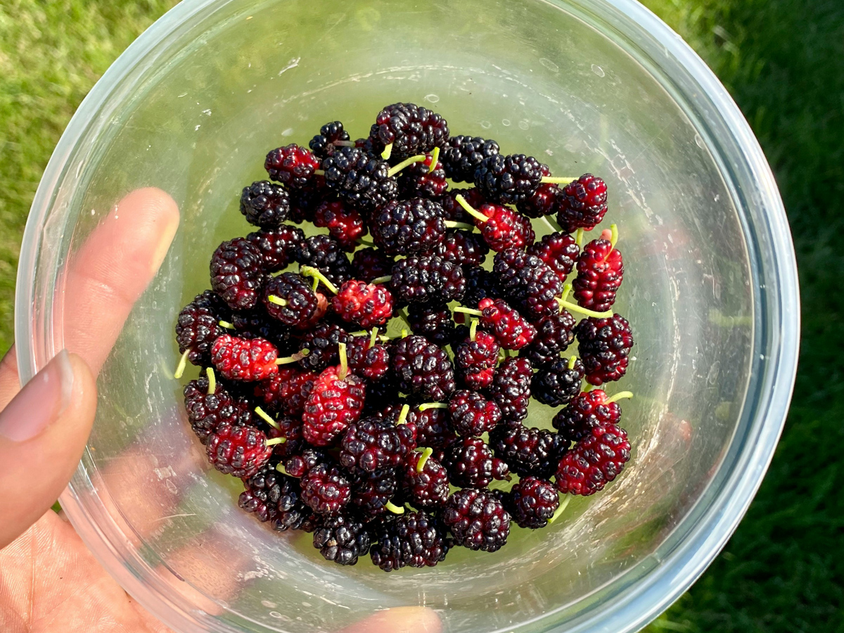 foraging blackberries canal riverside