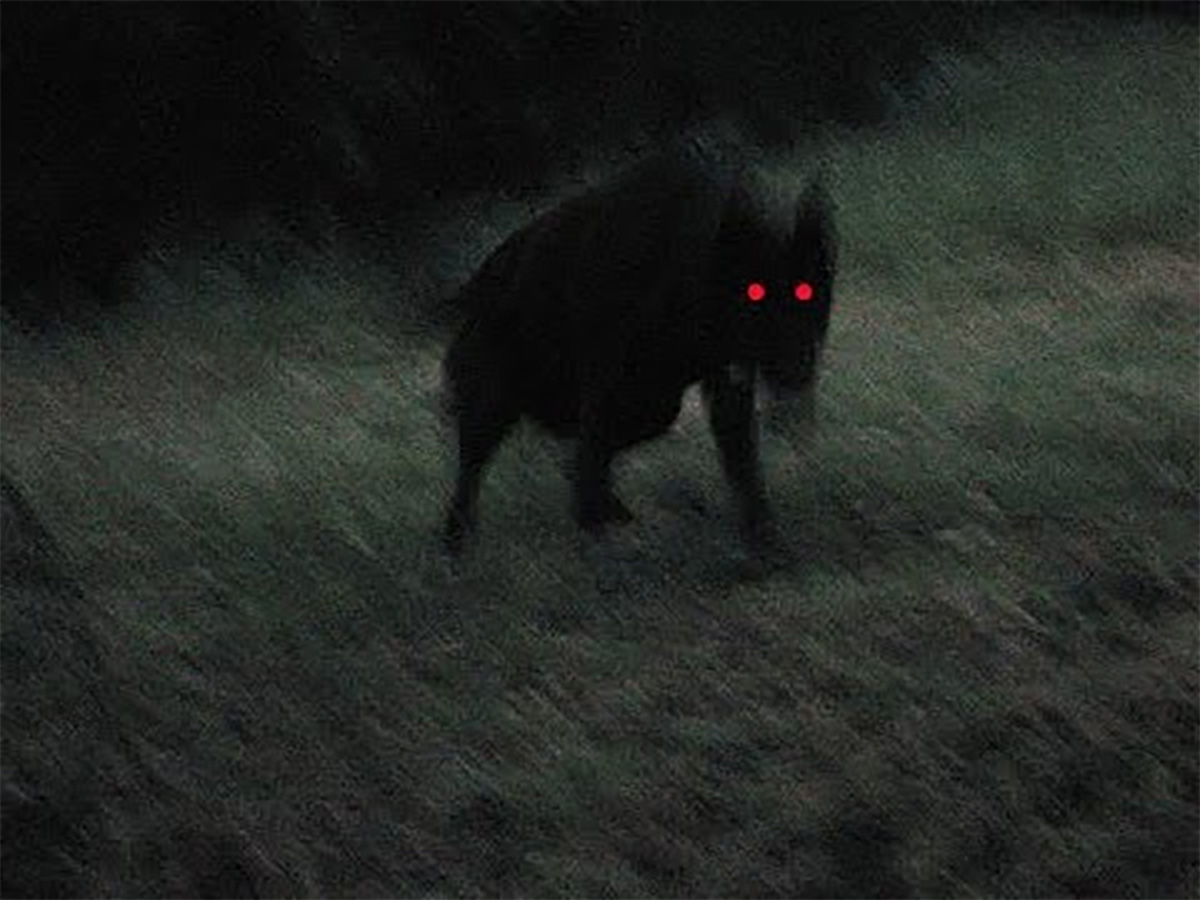 Black shuck - credit john knifton