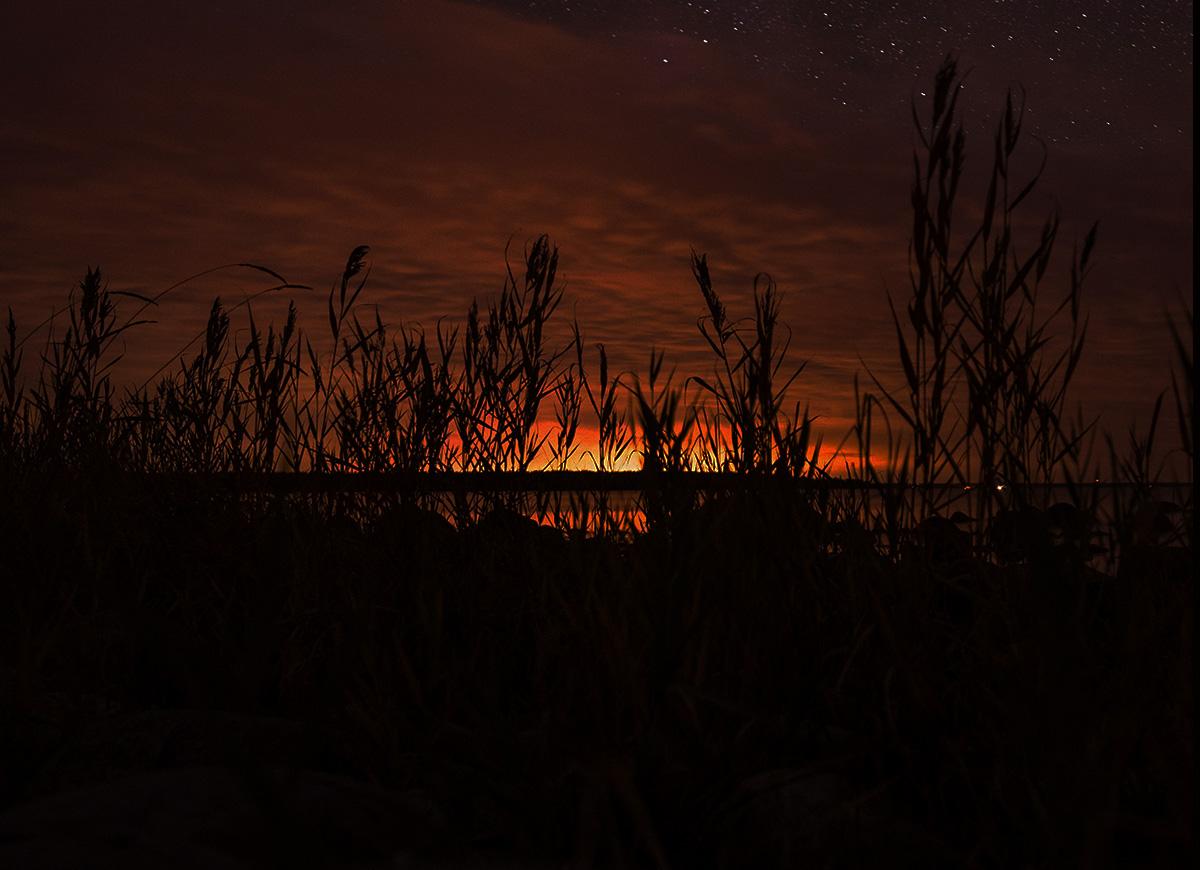 ghostly reeds fenland janek valdsalu