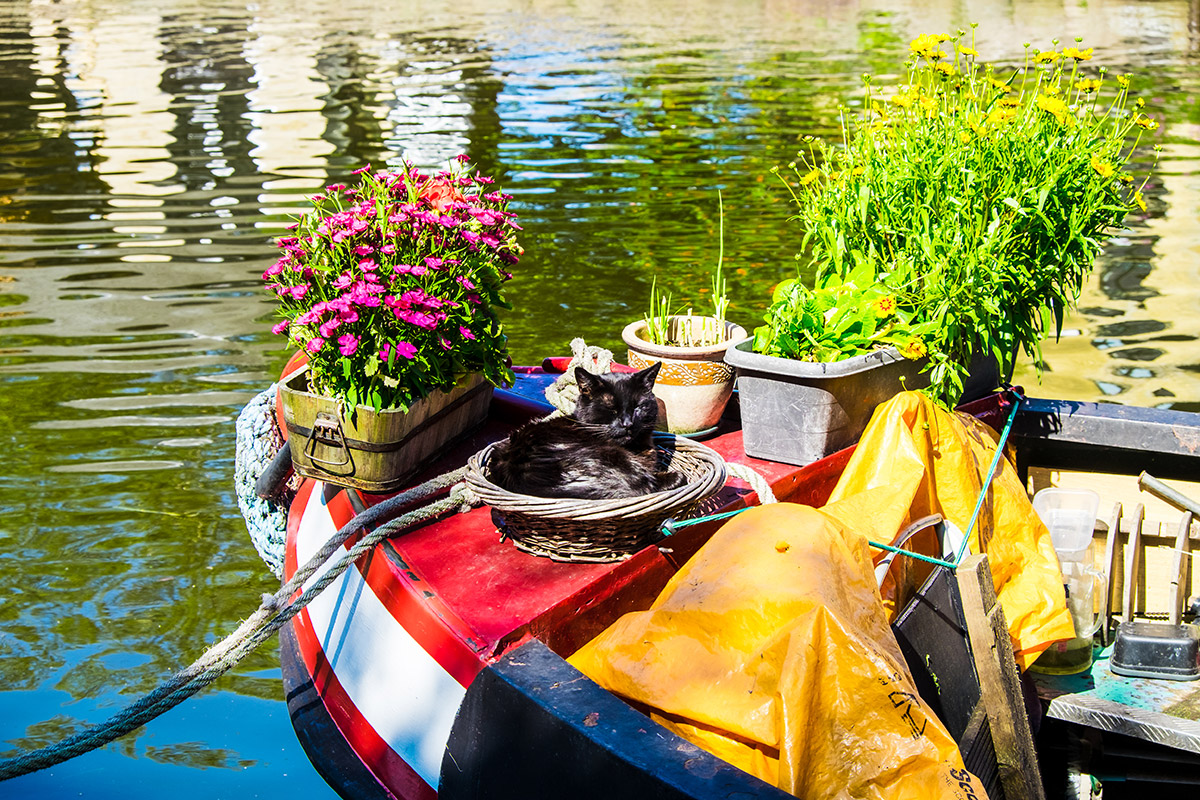 cat in basket narrowboat