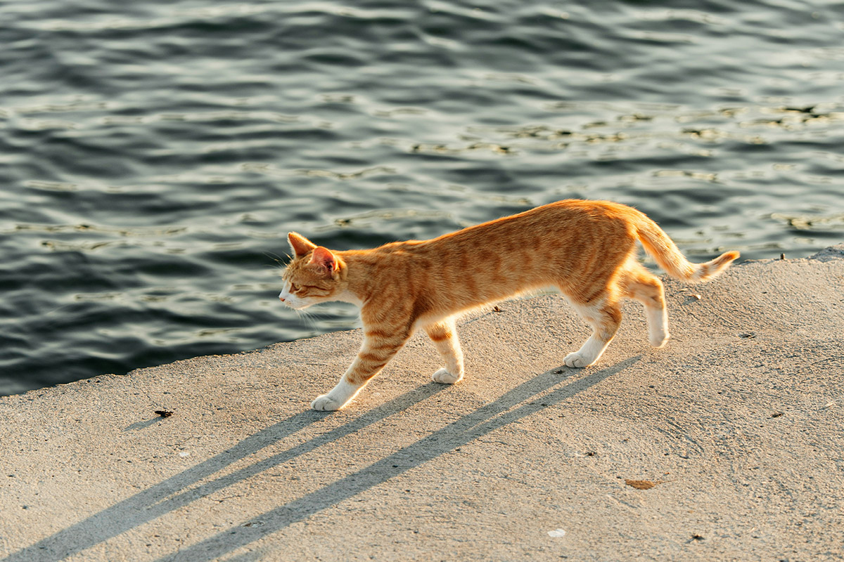 ginger cat by riverside