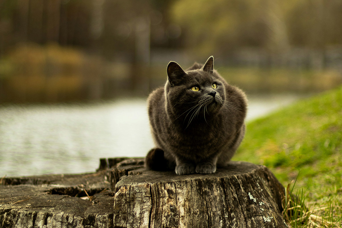 grey cat by river | anna keibalo
