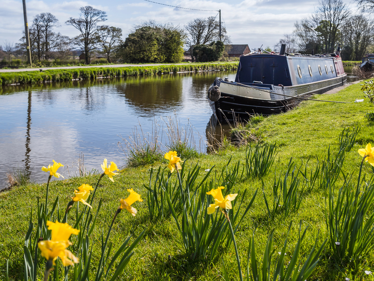 spring narrowboat on the waterways daffodils
