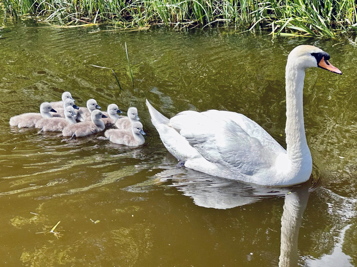 swan family fox narrowboats river
