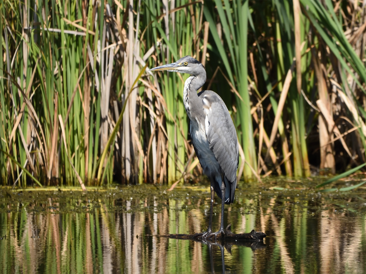 heron still fenland waterways